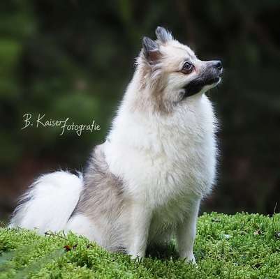 Spitz--Zwergspitz--kleinspitz---mittelspitz----Großspitz--Wolfsspitz-Beitrag-Bild