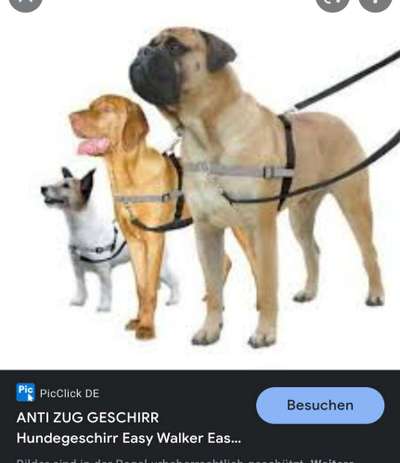 Geschirr, Halsband,Leine großer, starker Hund-Beitrag-Bild