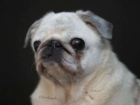 Brachycephale Hunderassen-Beitrag-Bild