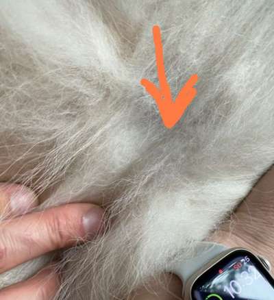 Samojede - Fellpflege-Beitrag-Bild