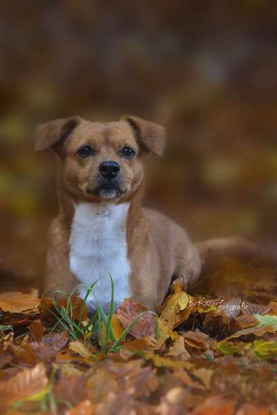 TierschutzhundeStammtisch🐕-Beitrag-Bild