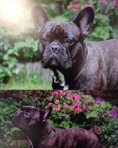 Brachycephale Hunderassen-Beitrag-Bild