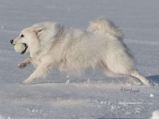 Fotochallenge 66 ~ Rennaction -Zeig deinen Hund im Lauf-Beitrag-Bild