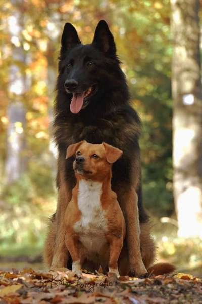 Dogorama Photo Challenge - Märchenwald-Beitrag-Bild