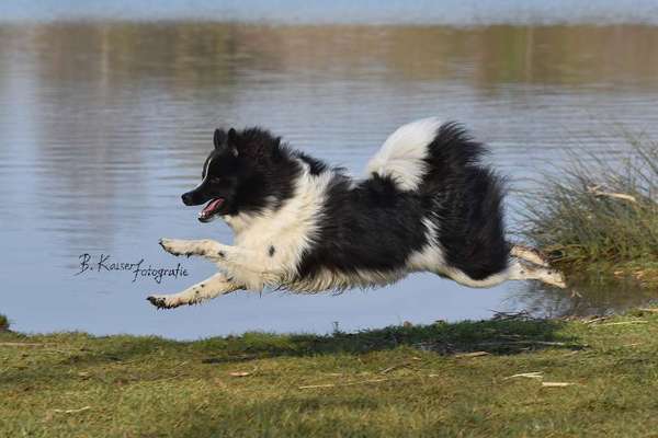 Fotografie / Hundefotografie-Beitrag-Bild