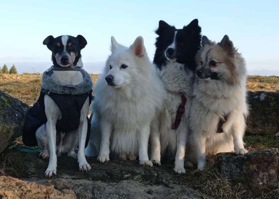 Mehrere Hunde zuhause !-Beitrag-Bild