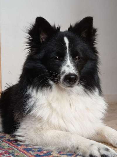 Hunderunde-Beitrag-Bild