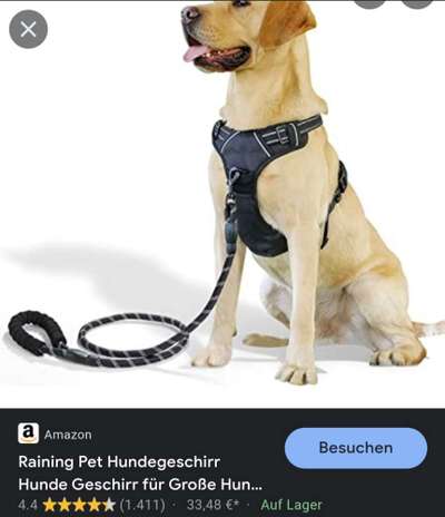 Geschirr, Halsband,Leine großer, starker Hund-Beitrag-Bild