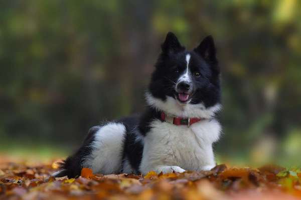 Herbst Bilder-Beitrag-Bild