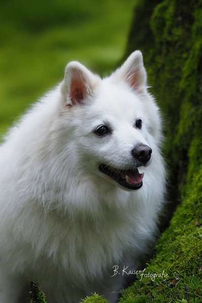 Spitz--Zwergspitz--kleinspitz---mittelspitz----Großspitz--Wolfsspitz-Beitrag-Bild