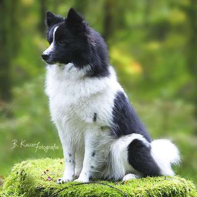 Spitz--Zwergspitz--kleinspitz---mittelspitz----Großspitz--Wolfsspitz-Beitrag-Bild