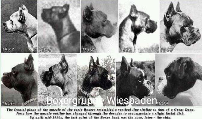 Brachycephale Hunderassen-Beitrag-Bild