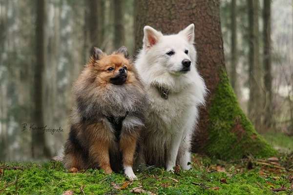 Hundeshooting-Beitrag-Bild