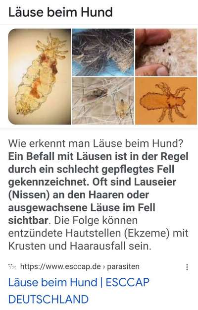 Hilfe gegen Läuse/Flöhe-Beitrag-Bild