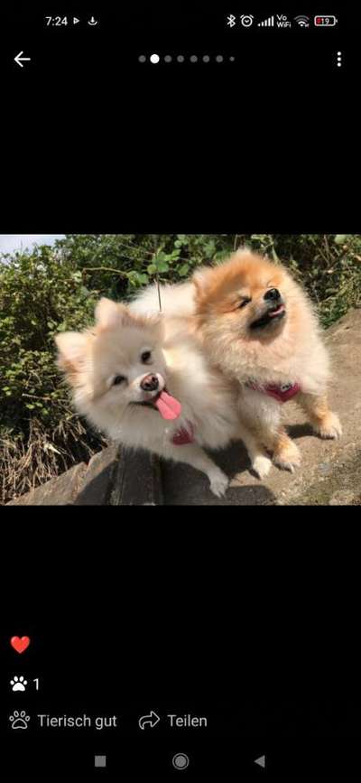 Großflächiger Fellverlust-Beitrag-Bild