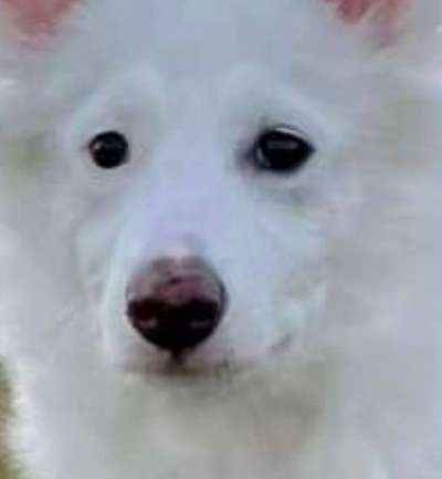 Qualzucht-Beitrag-Bild