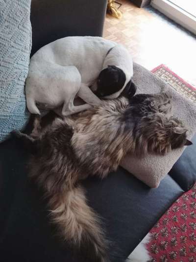 Hund und Katze-Beitrag-Bild