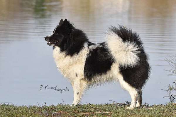 Seltene Rassen!-Beitrag-Bild