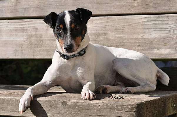 Ratonero Bodeguero Andaluz-Beitrag-Bild