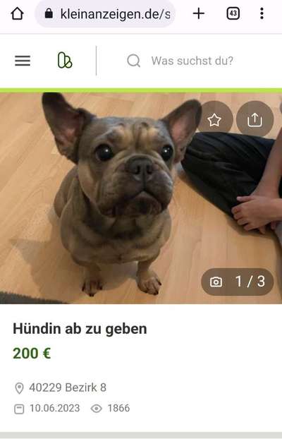 Brachycephale Hunderassen-Beitrag-Bild