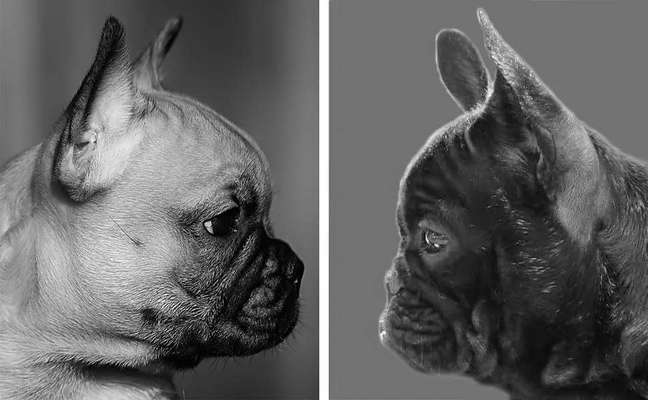 Brachycephale Hunderassen-Beitrag-Bild