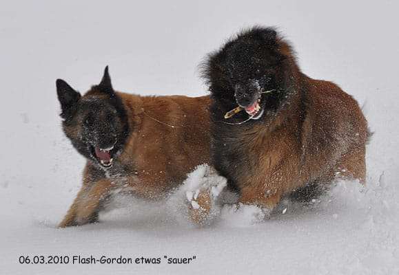 Dogorama Photo Challenge - Die besten Hundebuddys-Beitrag-Bild