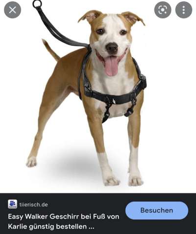 Geschirr, Halsband,Leine großer, starker Hund-Beitrag-Bild