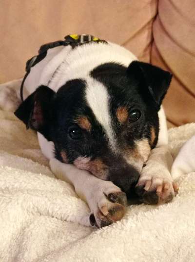 Ratonero Bodeguero Andaluz-Beitrag-Bild