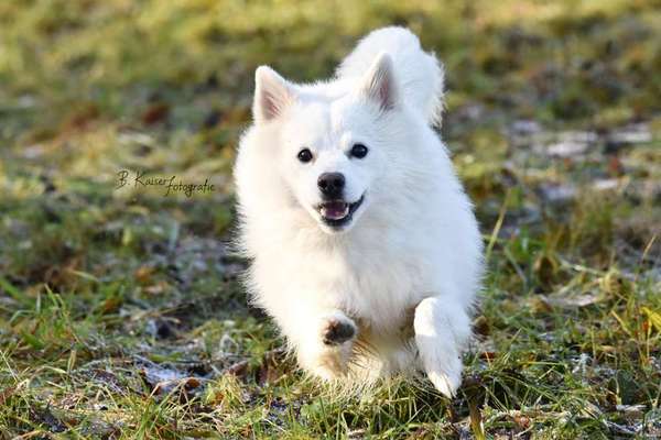 Spitz--Zwergspitz--kleinspitz---mittelspitz----Großspitz--Wolfsspitz-Beitrag-Bild