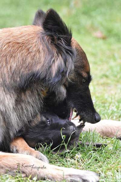 Mini Bullterrier - Französische Bulldogge Mischling 11 Wochen alt-Beitrag-Bild