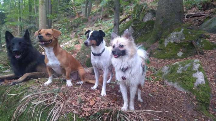 TierschutzhundeStammtisch🐕-Beitrag-Bild