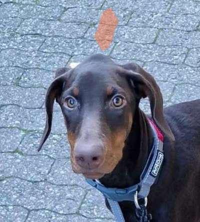 Guter oder schlechter Züchter - Was tun?-Beitrag-Bild