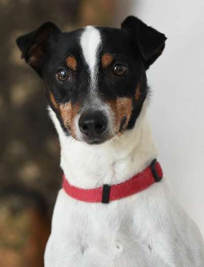 Ratonero Bodeguero Andaluz (plus Mischlinge)-Beitrag-Bild