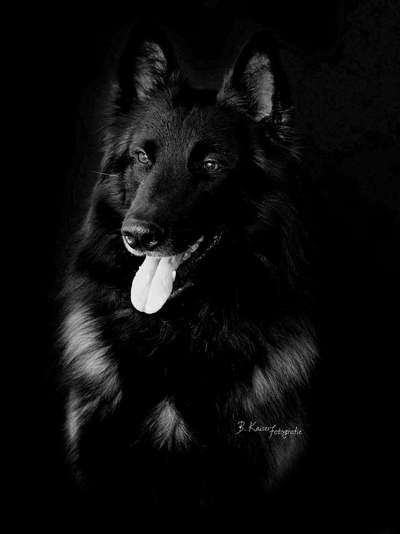 Black dogs are beautiful-Beitrag-Bild