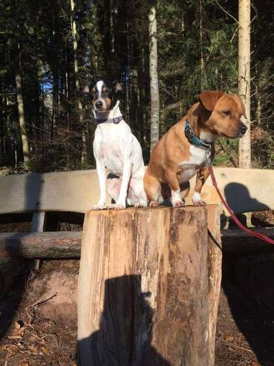 TierschutzhundeStammtisch🐕-Beitrag-Bild