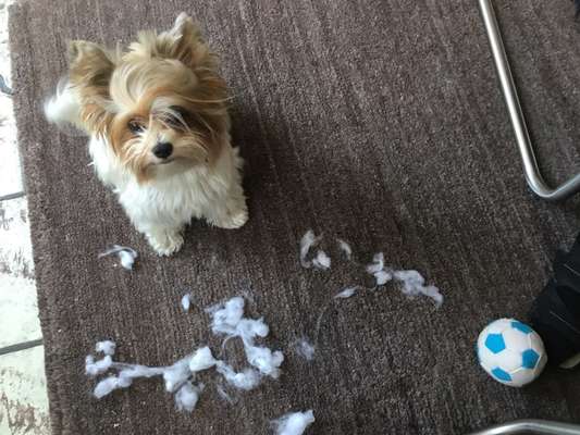 Wie heißt dein Hund?-Beitrag-Bild