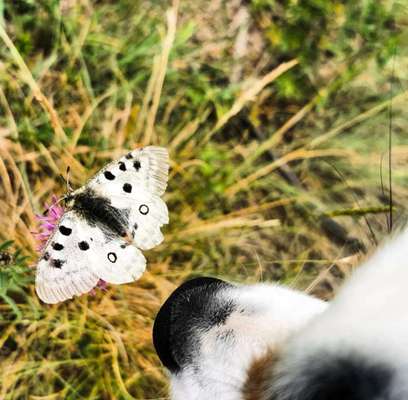 154. FotoChallenge * AUFS BILD GEMOGELT *-Beitrag-Bild