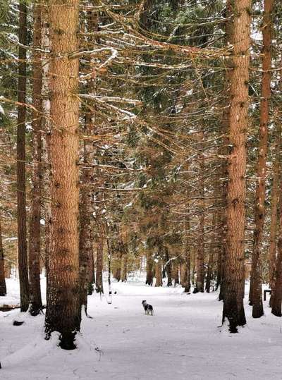 Foto -Challenge  Thema : Dein Hund Im Wald-Beitrag-Bild