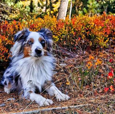 26. Farben Fotochallenge "Herbstfarben"-Beitrag-Bild