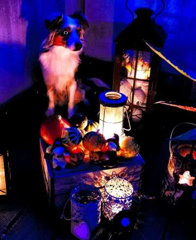 Fotowettbewerb ,,mein gruseliger Hund"-Beitrag-Bild