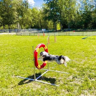 61. Handyfotochallenge - der springende Hund-Beitrag-Bild