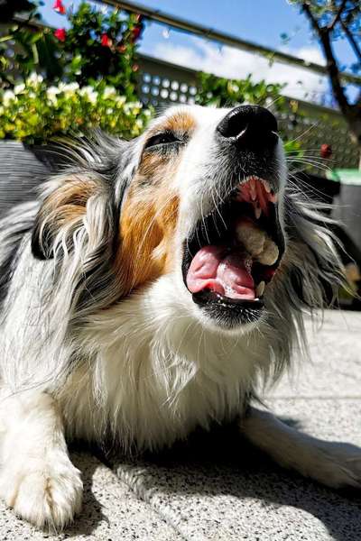 146. Foto Challenge: Maulaufreisser-Beitrag-Bild