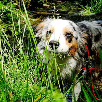 Dogorama Photo Challenge - Versteckspiel-Beitrag-Bild