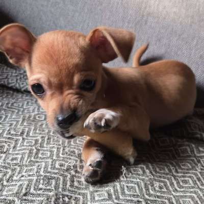 Hundetreffen-Welpentreffen-Bild