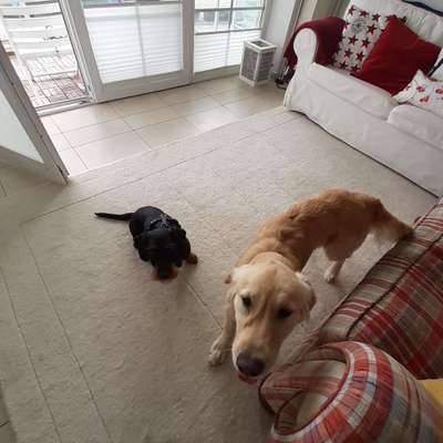 Dogorama Photo Challenge - Gegensätze-Beitrag-Bild