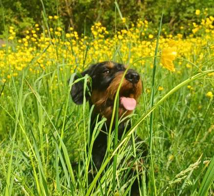 Die wunderschöne Welt mit Hund.-Beitrag-Bild