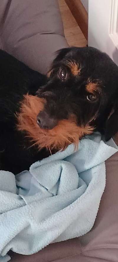 grumpy dog 😅-Beitrag-Bild