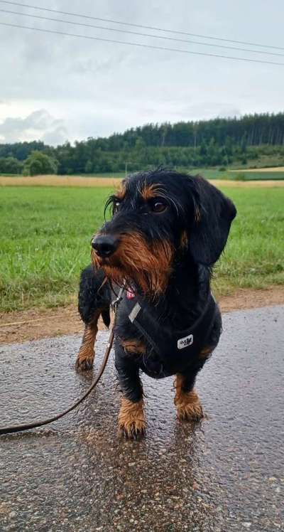 Zeigt mal die schönsten Bilder von euren Hunden !-Beitrag-Bild