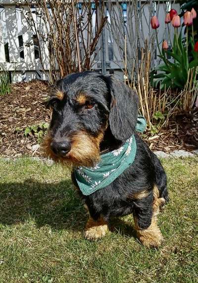 Der Hund als Cartoon-Beitrag-Bild