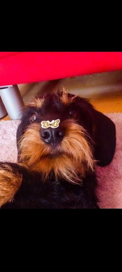 Dogorama Foto Challenge - Bestes gestelltes Bild-Beitrag-Bild